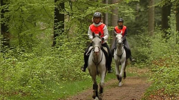 B&B Les Tilleuls Vielsalm Kültér fotó